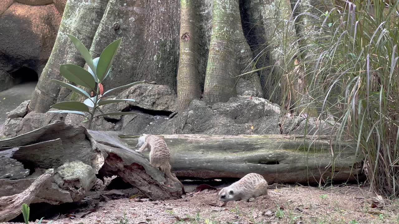 在新加坡曼達伊野生動物保護區 (mandai wildlife reserves),兩隻蘇里卡塔 (suricata suricatta) 貓用前爪在自然息地挖掘,在地上和倒塌的樹幹上尋找昆蟲