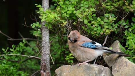 beautiful bird with blue feathers ukrainian carpathians beautiful bird with blue feathers ukrainian carpathians colorful bird