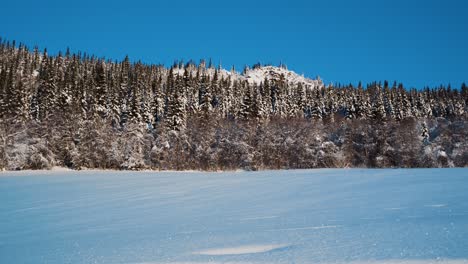 wide shot showing snowy fields and snow-capped spruce trees against blue sky in winter season - norway,europe