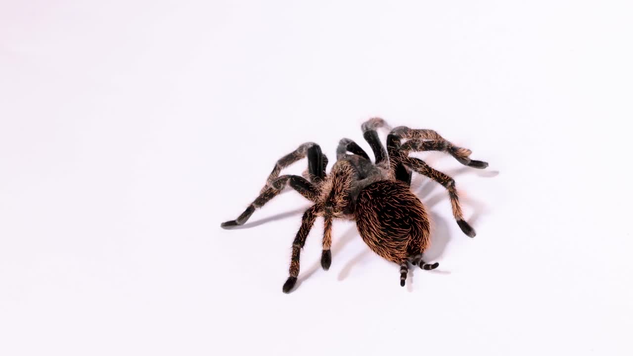 Hairy Brachypelma hamorii tarantula slowly crawls across clean white studio surface, macro overhead shot