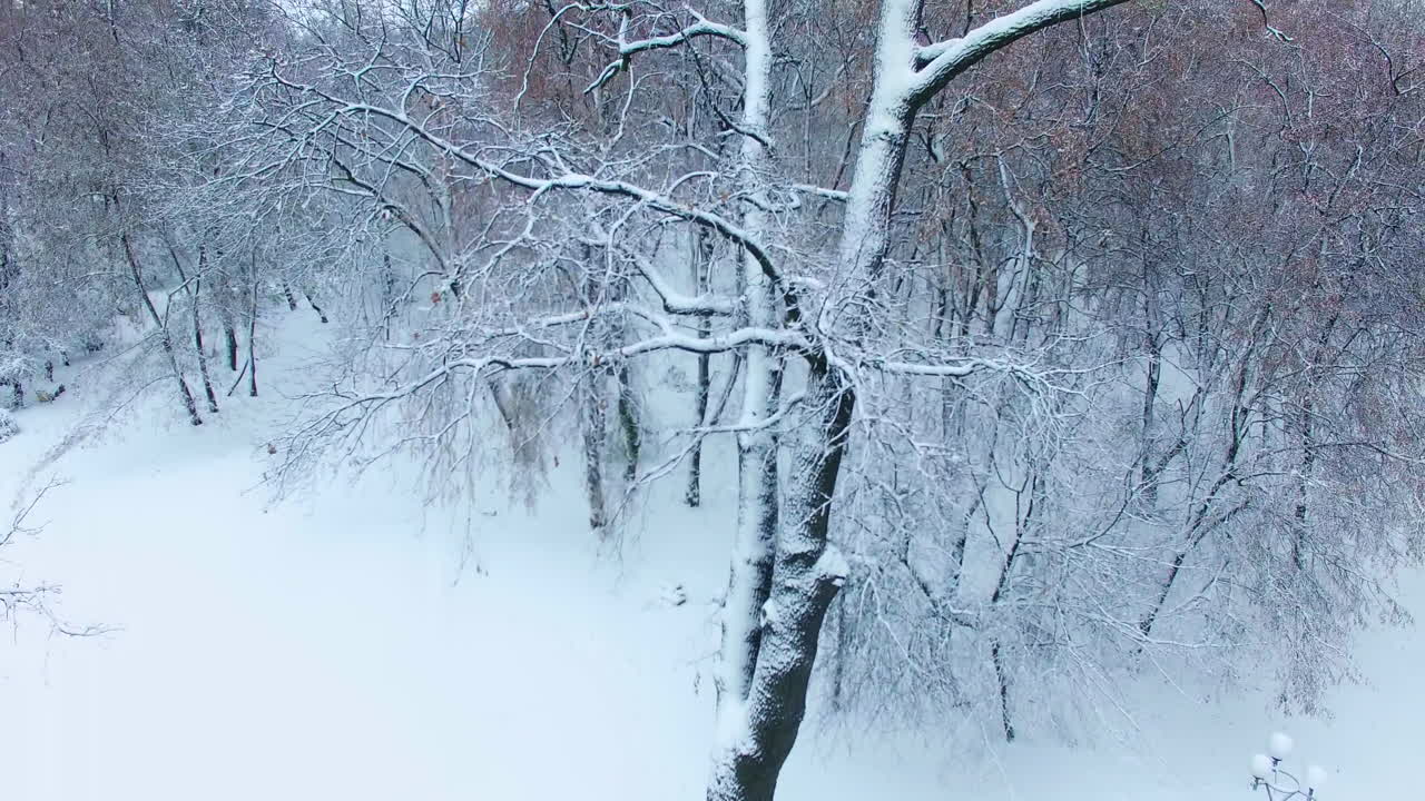 Slow rising along the snow-covered trees in the beautiful winter park. Building tops are at backdrop.