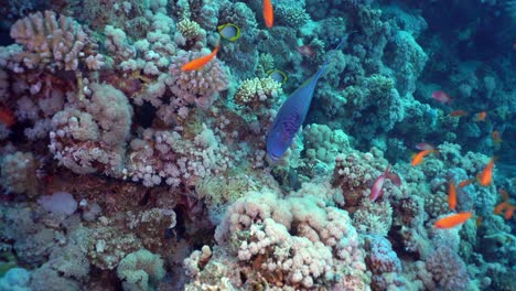 yellowbar angelfish swimming along a school of sea goldies among the coral reef