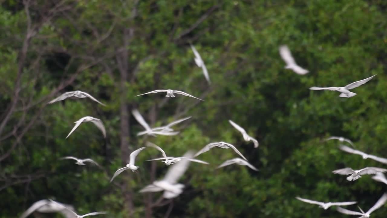제비갈매기는 전 세계 바다, 강 및 기타 더 넓은 수역에서 볼 수 있는 바닷새입니다.