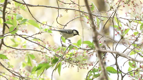 japanese tit catching and eating worm caterpillar on the tree in saitama, japan - low angle, static shot