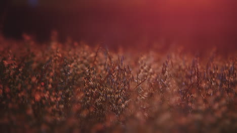 Oat-crops-moving-in-the-wind-in-sunset-red-lights-and-shallow-focus