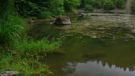 Static-view-of-beautiful-lake-water-with-algae,-grass,-and-rocks-in-water