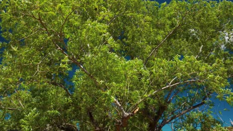 Branches-of-a-big-weeping-willow-tree-moving-with-the-wind