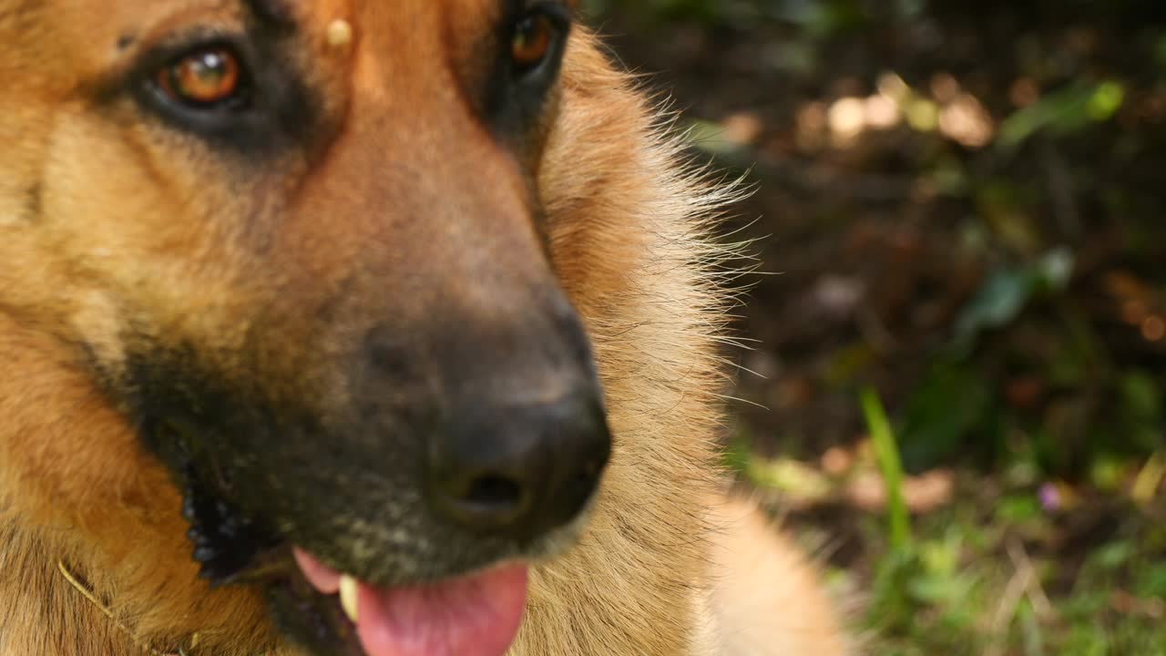 tiro medio del pastor alemán en un día soleado