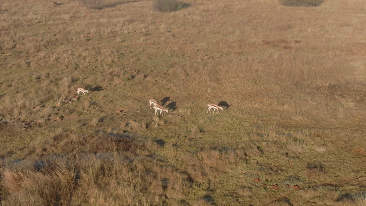 Aerial drone footage of Springbok antelopes grazing in the wild winters morning