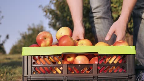 grower close up with a harvested crop