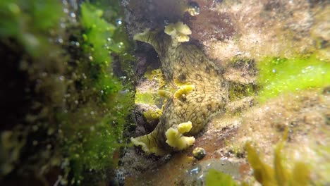 Una-Gran-Liebre-Marina-Entrando-En-Una-Piscina-De-Rocas-Oceánicas-Para-Comer-Video-De-Algas-Verdes-Suaves-A-60-Fps