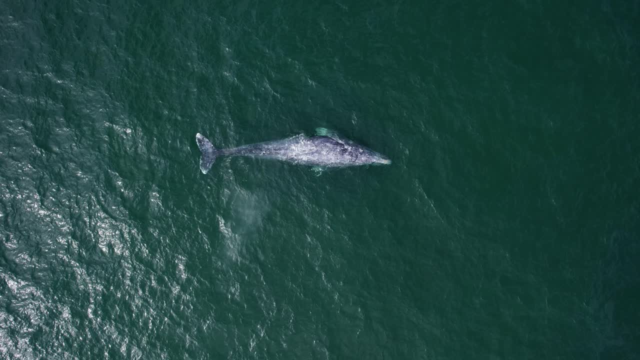 바다에서 회색 고래 불고 다이빙 위의 공중보기 - eschrichtius robustus