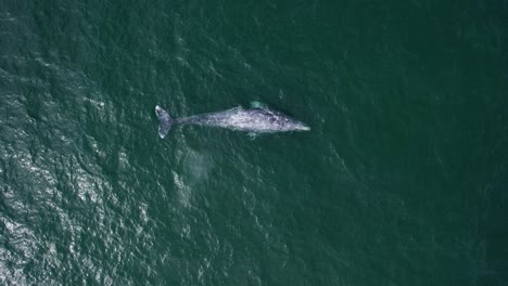 vista aérea sobre ballena gris soplando y buceando en el océano - eschrichtius robustus