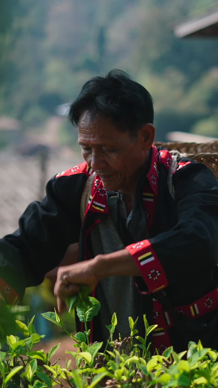Tea Harvest in Traditional Attire