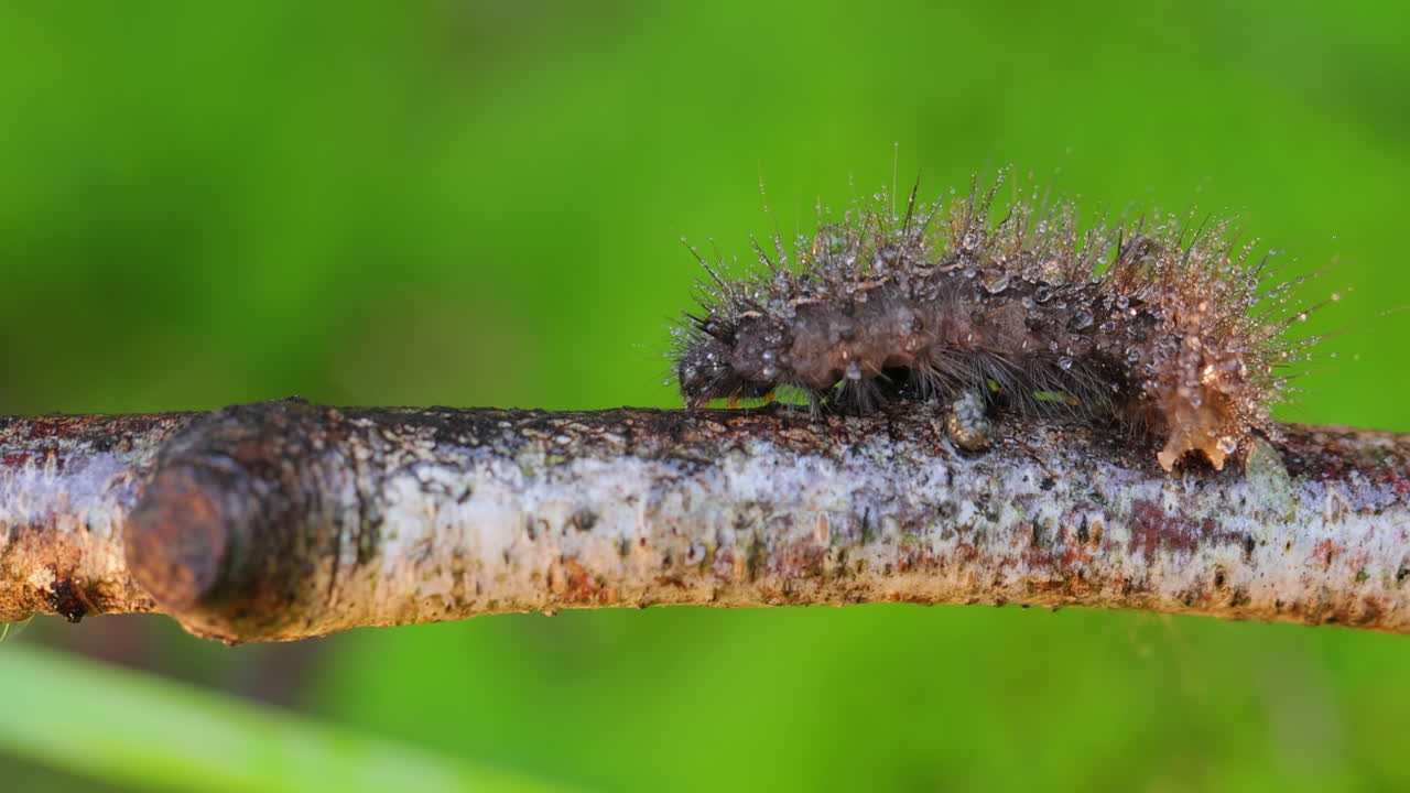 애벌레 phragmatobia fuliginosa 또한 루비 호랑이. 애벌레는 초록색 배경에 나무 가지를 따라 기어.