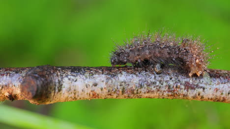 Oruga-Phragmatobia-Fuliginosa-También-Tigre-Rubí.-Una-Oruga-Se-Arrastra-A-Lo-Largo-De-La-Rama-De-Un-árbol-Sobre-Un-Fondo-Verde.