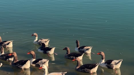 a group of geese elegantly gliding across the water's surface in the daylight, showcasing animals in their native environment