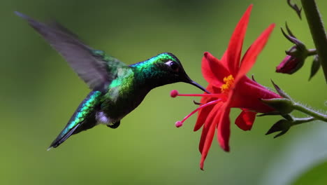 un colibrí que se alimenta de una flor roja
