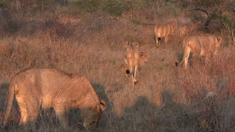 un grupo de leones moviéndose juntos a través de la hierba seca bajo el resplandor naranja del sol africano
