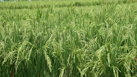 green rice trees seen at close range, with selective focus, less blurry and noise clips