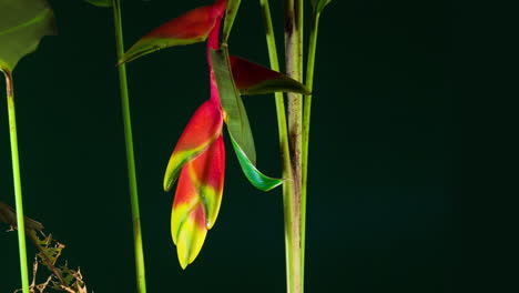 heliconia rostrata, the hanging lobster claw or false bird of paradise flowering plant time lapse.  a vivid red yellow downward-facing flower, follow motion.