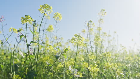 Wide-shot-of-a-yellow-blooming-white-mustard-field,-camera-does-a-dolly-zoom