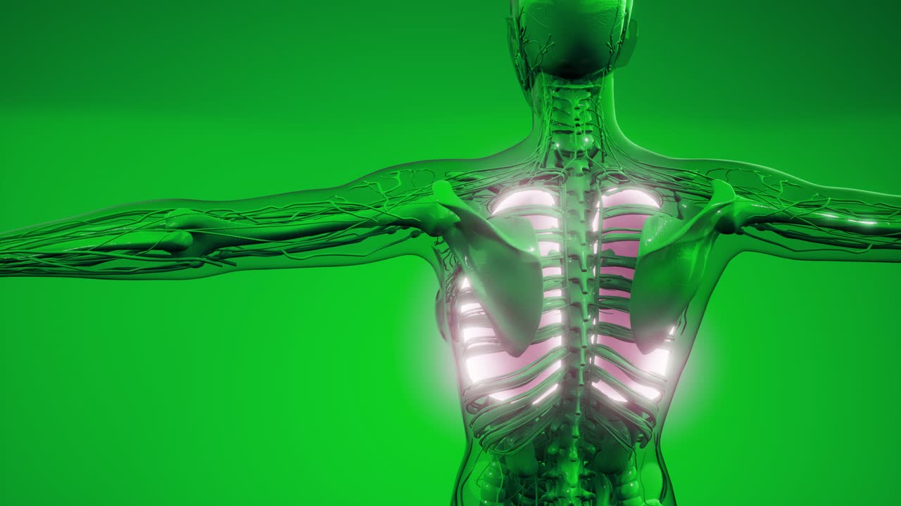 examen radiológico de los pulmones humanos