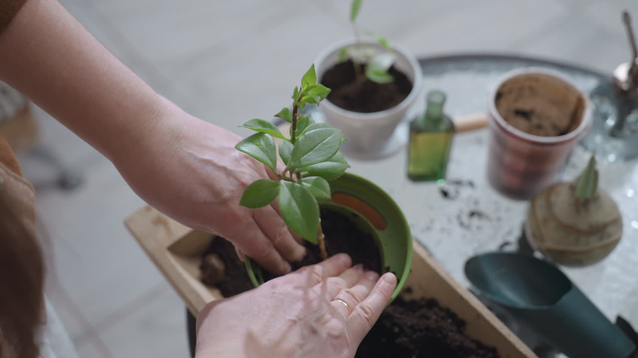 High angle view of female hands pressing down moist potting soil around young plant stem in plastic planter on glass table with gardening tools, potted seedlings, vibrant green leaves