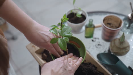 high angle view of female hands pressing down moist potting soil around young plant stem in plastic planter on glass table with gardening tools, potted seedlings, vibrant green leaves
