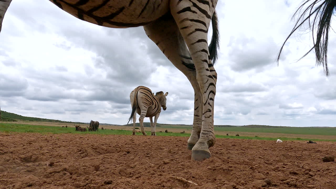 tierra pov de las llanuras cebras (equus quagga) pateando y luchando entre sí