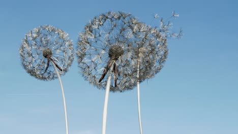 Helle-Landschaftliche-Aufnahmen,-Die-Rund-Um-Das-Anwesen-In-Trentham-Gardens,-Großbritannien,-Aufgenommen-Wurden