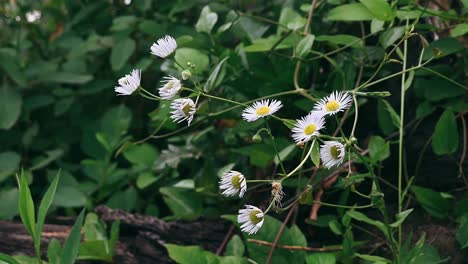 white flowers in the forest