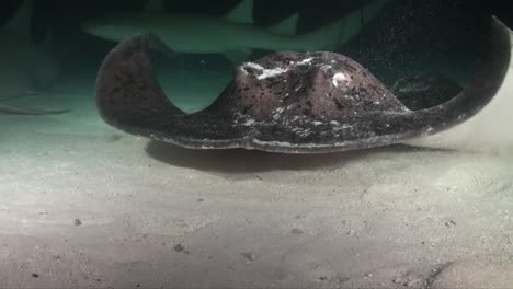 close up of black-blotched stingray swimming over sandy ground at night