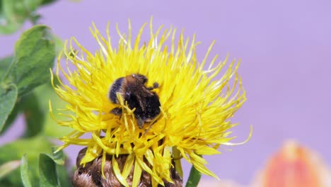 eine makro-nahaufnahme einer hummel auf einer gelben blume, die nach nahrung sucht