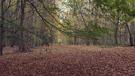 beautiful autumn trees in a woodland area uk england showing rich golden colours