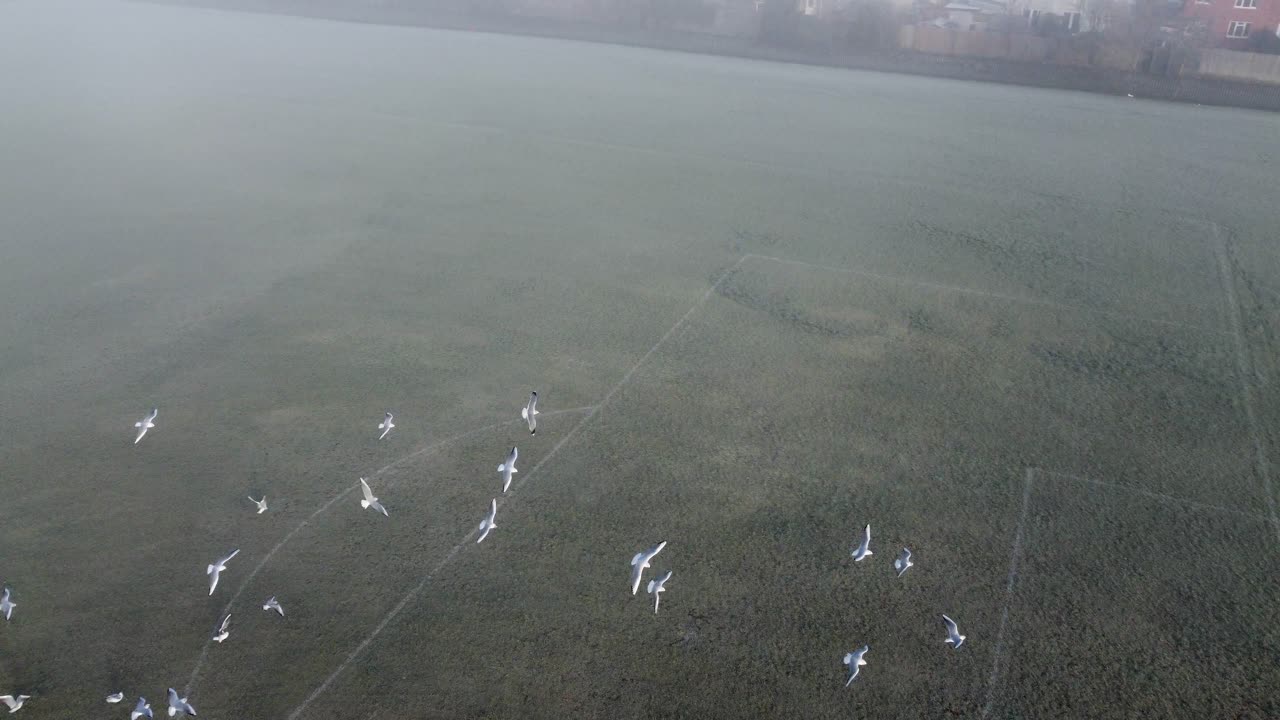 영국 런던의 안개 낀 축구장 위로 날아가는 갈매기