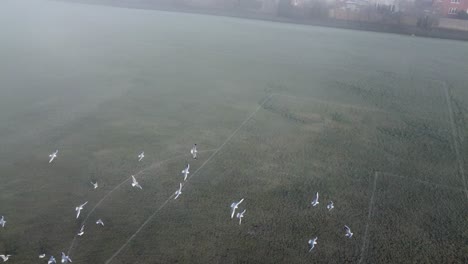 gaviotas volando sobre un campo de fútbol de niebla en londres, reino unido