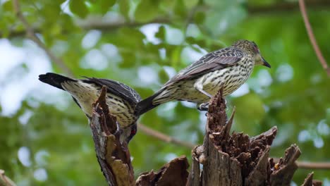 Aplonis-Panayensis---Unreifes-Asiatisches-Glänzendes-Starling-Paar-Putzen-Federn,-Die-Auf-Toten-Zweigen-Eines-Grünen-Baums-Sitzen