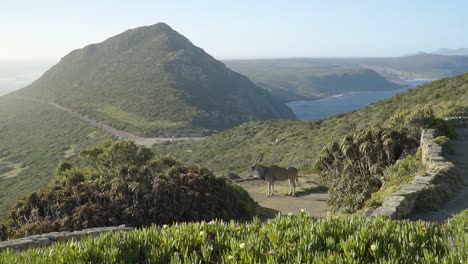 安提洛普·埃兰德 (antelope eland) 穿过小径前往好希望角 (cape of good hope)