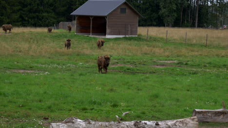 A-young-European-Bison,-in-a-breeding-farm-in-Sweden,-is-running-towards-the-viewer