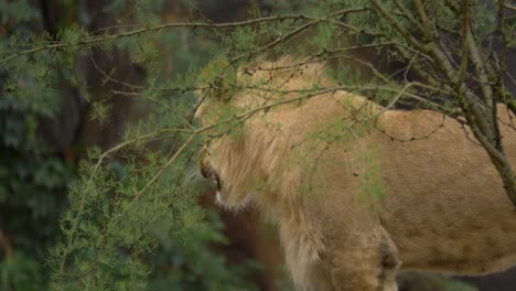 full body shot of an exhausted lion surrounded by green foliage