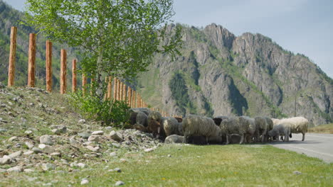 sheep hide in shadow of young tree on roadside on sunny day