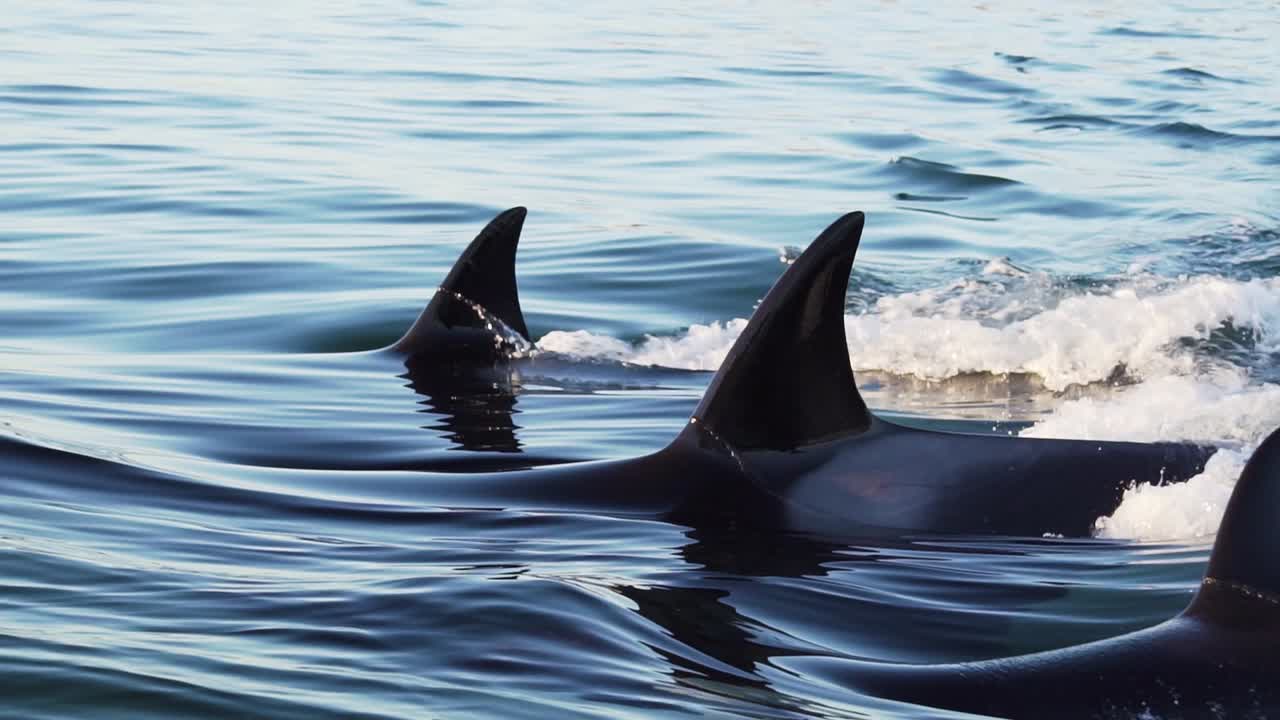 orcas tres aletas dorsales cortando la superficie plana a cámara lenta
