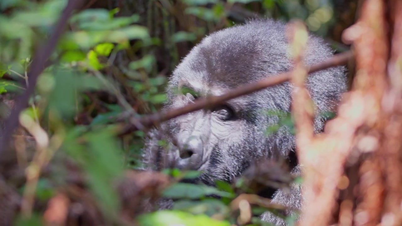 Gorilla di montagna sbircia attraverso la fitta vegetazione nel Parco Nazionale Impenetrabile di Bwindi, Uganda, con la pelliccia scura e testurizzata parzialmente oscurata dai rami, scatto teleobiettivo a mano libera.