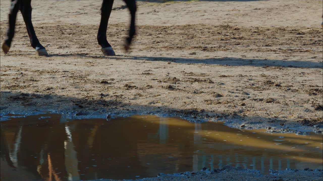 Horse Legs Walking on Dirt Ground with Puddle Reflection