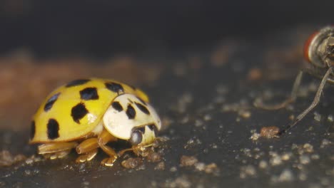 macro of yellow asian lady beetle with fly eating a rotten fruit