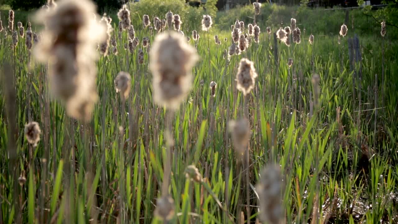 자동차가 샷의 배경을 따라 움직일 때 고양이 꼬리 랙 초점