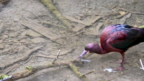 glossy ibis wading in shallow water eating algae off tree limb