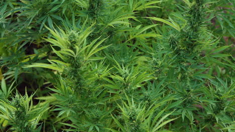 agricultura de marihuana en fincas al aire libre
