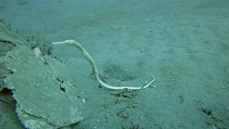 a white pipefish mimics a floating stick on a muddy ocean floor